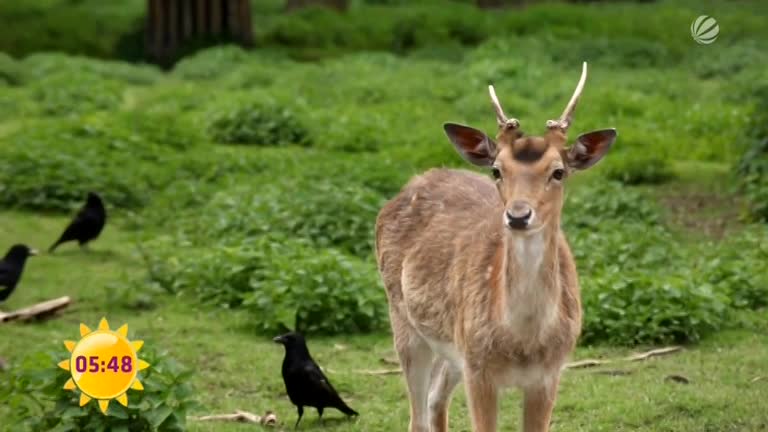 Hold hat Recht: Im Wald